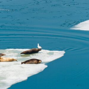 Preserve the Water: Think  outside the sink!